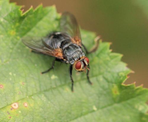 Réf. 222 459 : Nemoraea pellucida